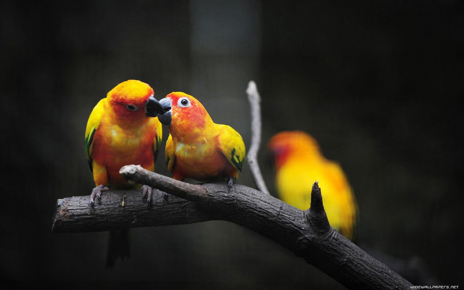 1920x1200 Bird Wallpaper HD. Parrot, Pet birds, Bird wallpaper