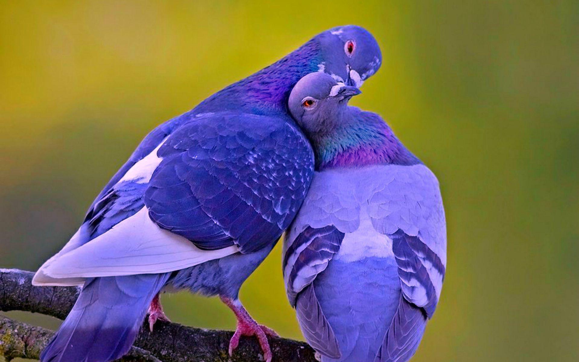 Love Birds Desktop Wallpapers Top Free Love Birds Desktop Backgrounds