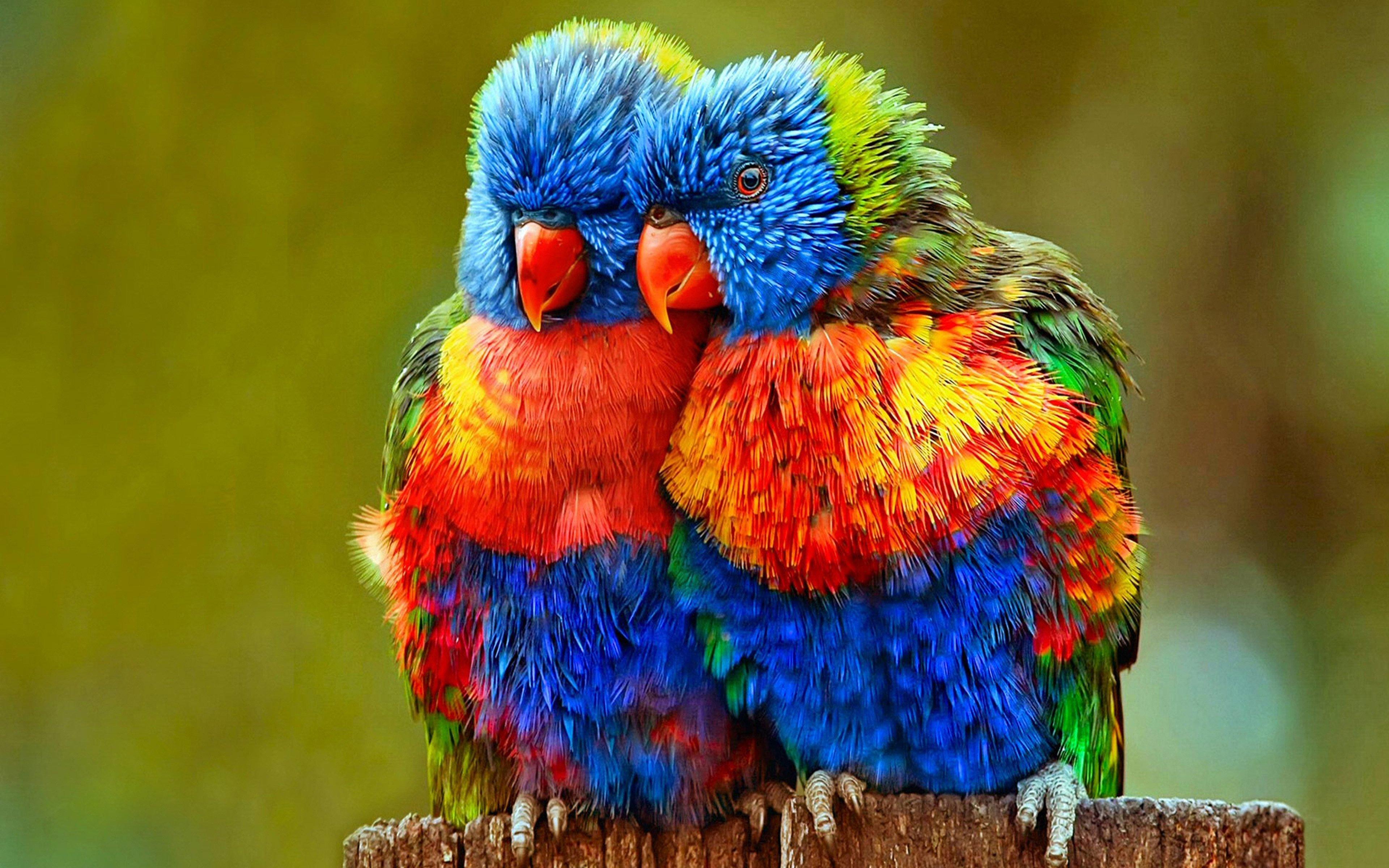 3840x2400 Love Birds HD Wallpaper 84424