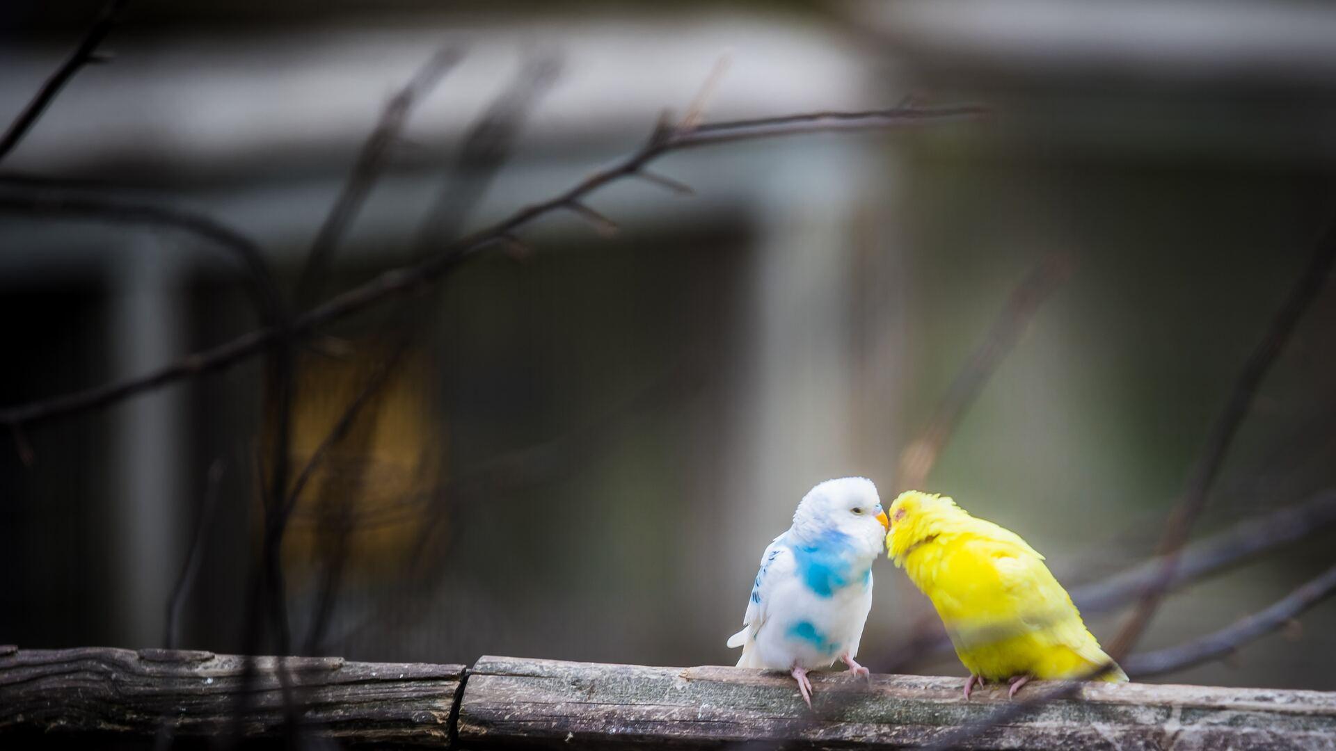 1920x1080 Love Birds 4k Laptop Full HD 1080P HD 4k Wallpaper, Image, Background, Photo and Picture