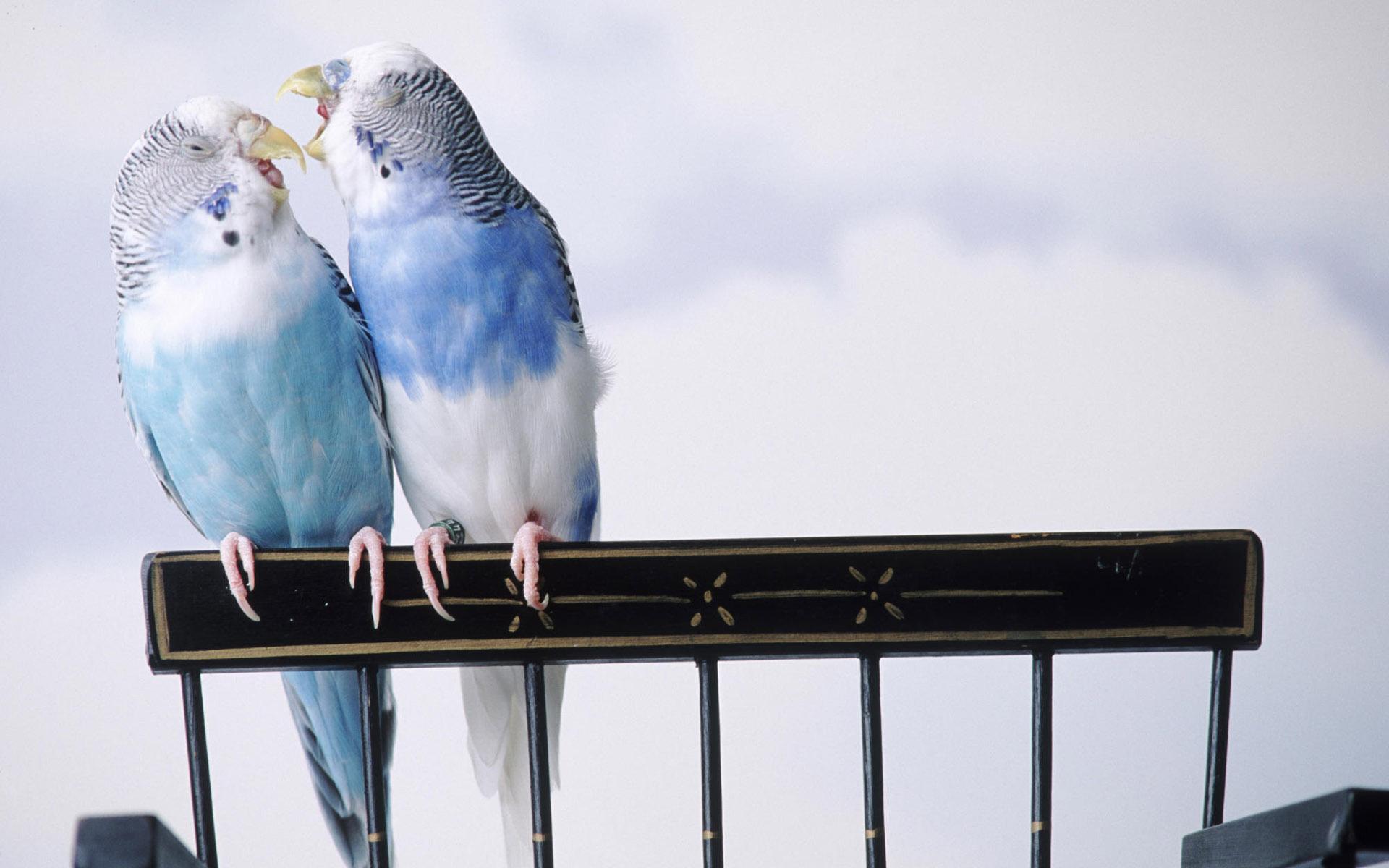 1920x1200 Love Birds wallpaper. Love Birds