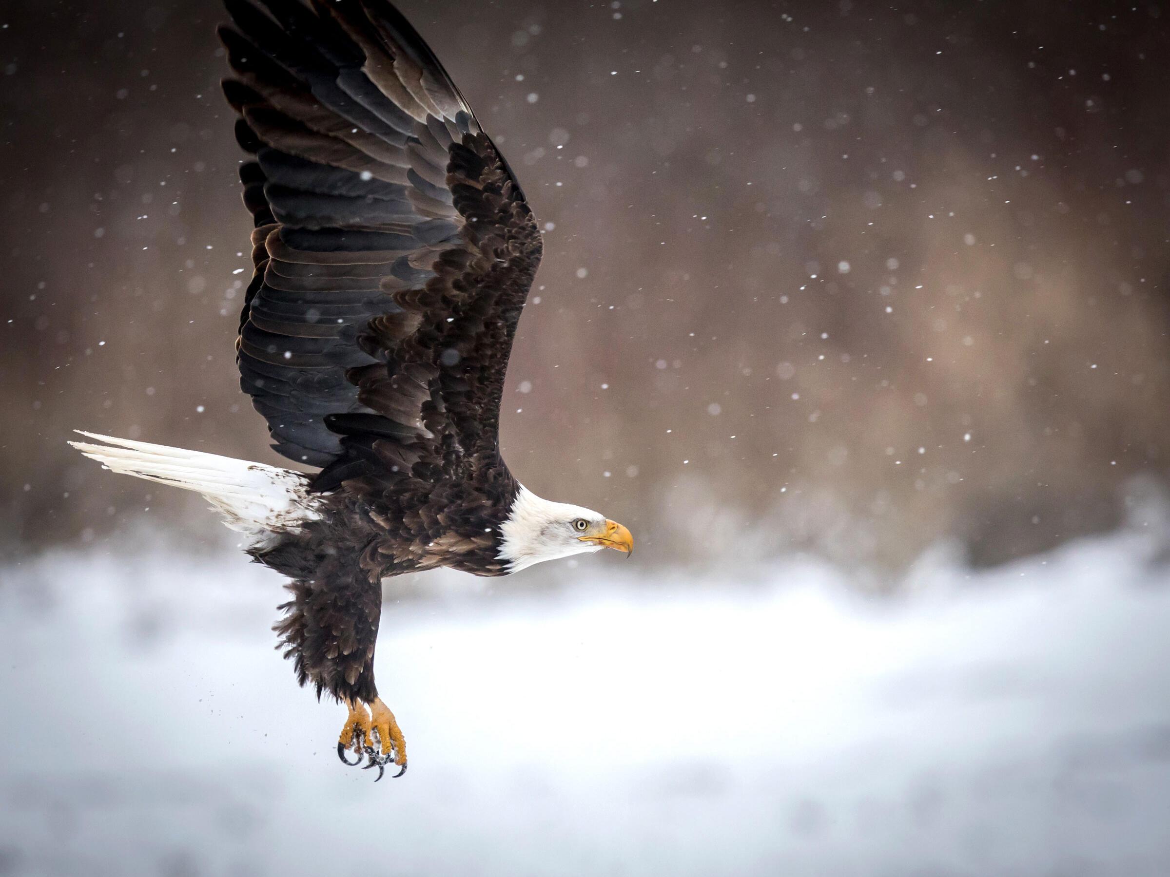 2400x1800 Six Tips for Photographing Bald Eagles