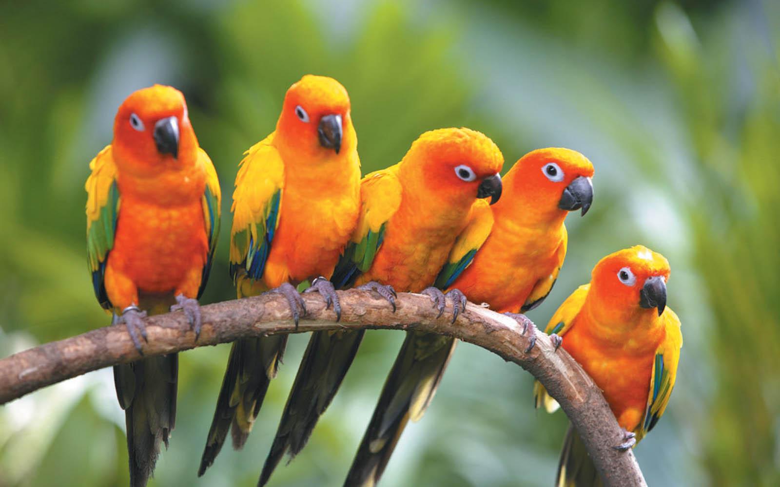 1600x1000 Mp3 Download Free Forever: : Love Birds Wallpaper, Love Birds Desktop Wallpaper, Love Birds