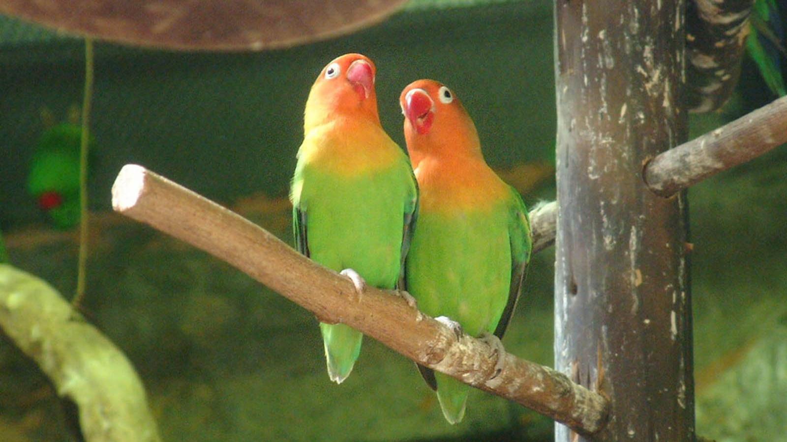 1600x900 Love Birds HD Wallpaper 84425