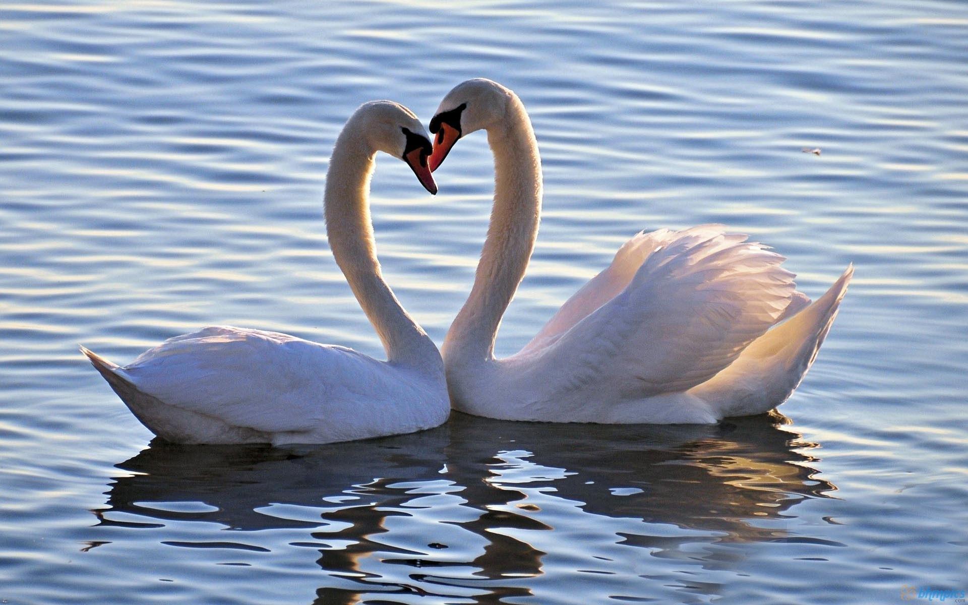 1920x1200 1920x Desktop HD Love Birds Wallpaper Data HD Love Birds