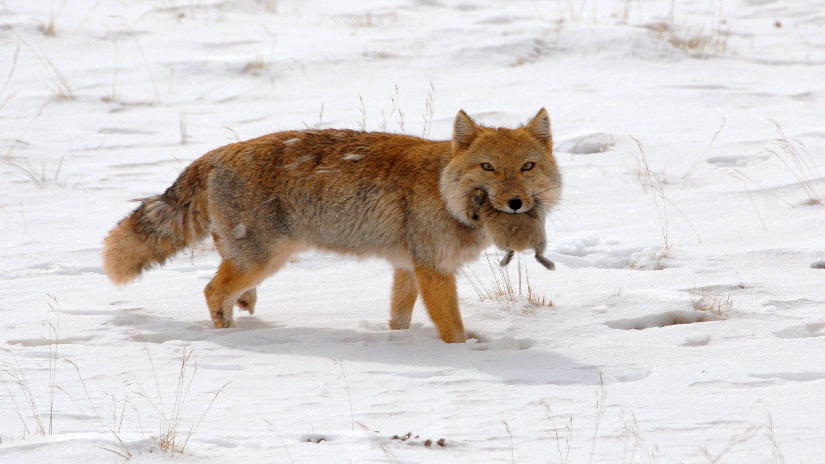 1632x918 Wildlife Of China: The Square Faced Fox
