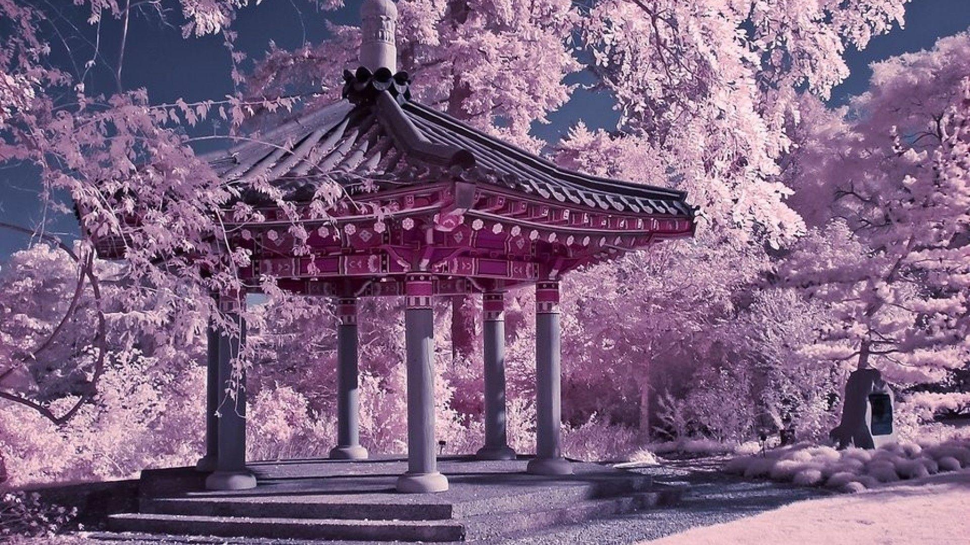 Japanese Garden Cherry Blossom Wallpapers Top Free Japanese Garden