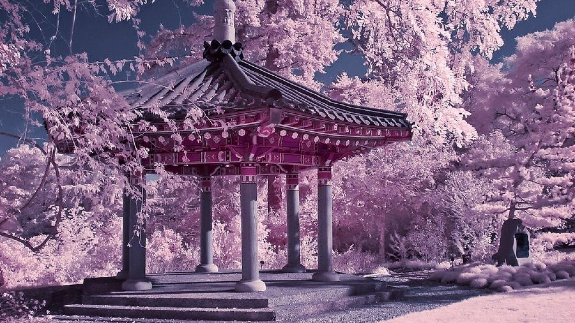 Japan Cherry Blossom Wallpapers Top Free Japan Cherry Blossom Japan Cherry Blossom Wallpapers Top Free Japan Cherry Blossom