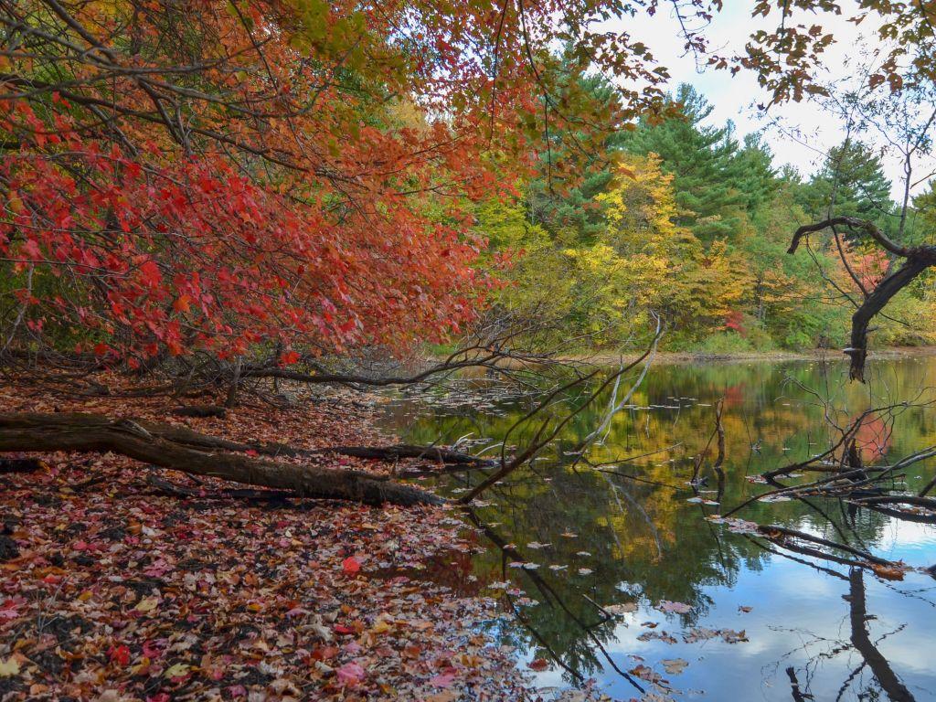 Boston Autumn 4K Wallpapers - Top Free Boston Autumn 4K Backgrounds ...