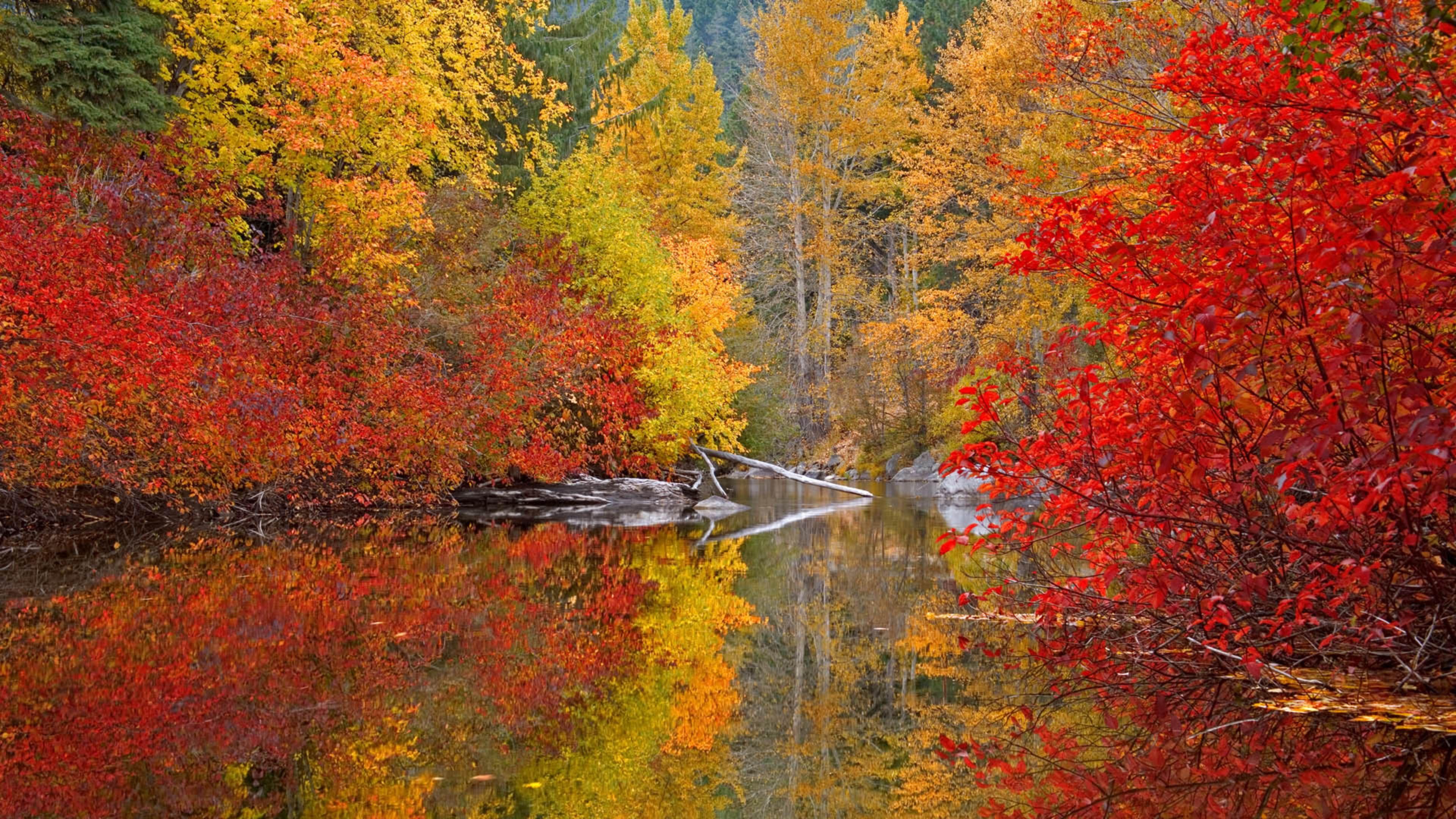 3840x2160 The Fall Wallpaper