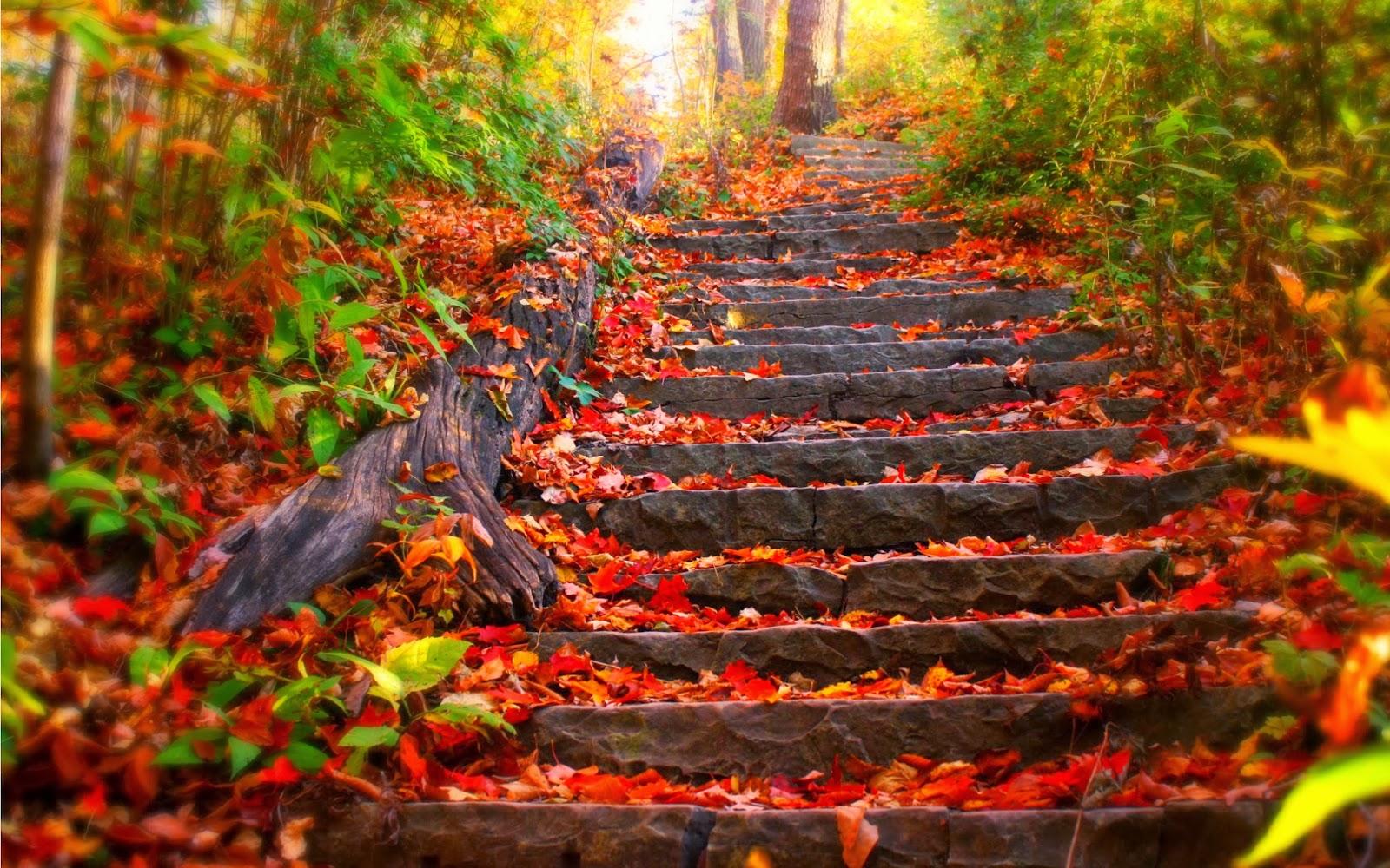 1600x1000 My wallpaper this autumn