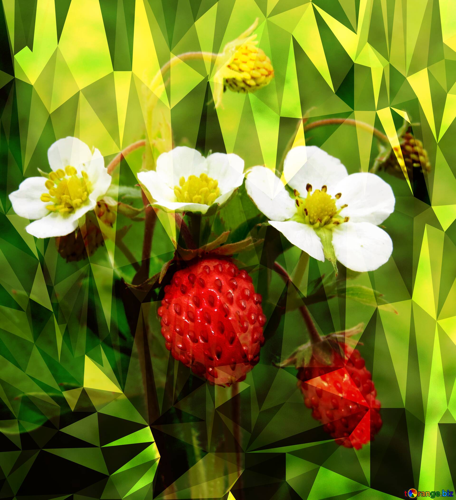 1920x2102 Download Free Picture Flowers Strawberries Polygon Background With Triangles On CC BY License Free Image Stock TOrange.biz Fx №200650