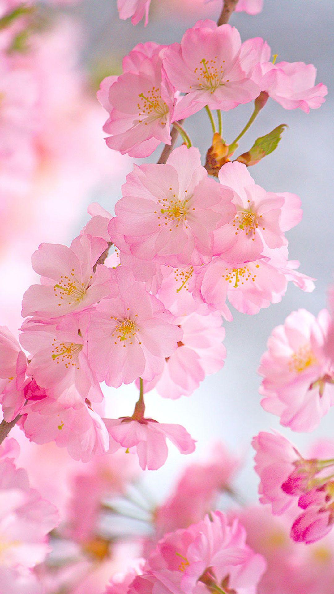 1080x1920 Cherry Blossom Android Wallpaper