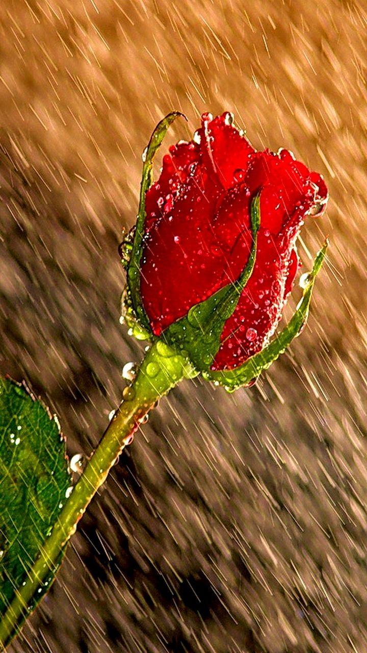 720x1280 My Galaxy Note 2 Wallpaper one I just liked!. Red roses, Rain drops, Beautiful roses