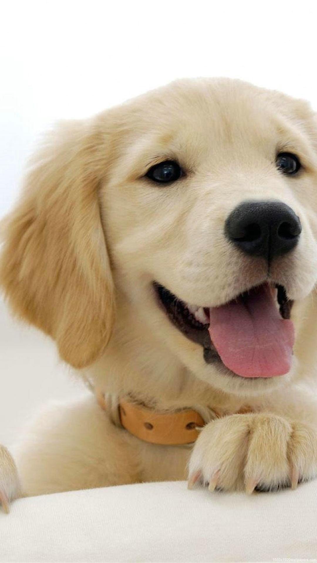 1080x1920 Golden Retriever Dog Wallpaper Android. Cute dog wallpaper, Cute dogs, Dog wallpaper iphone