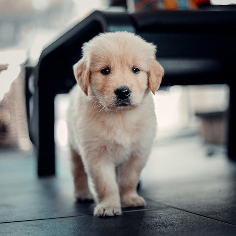1000x1000 Golden Retriever Puppy Picture. Download Free Image