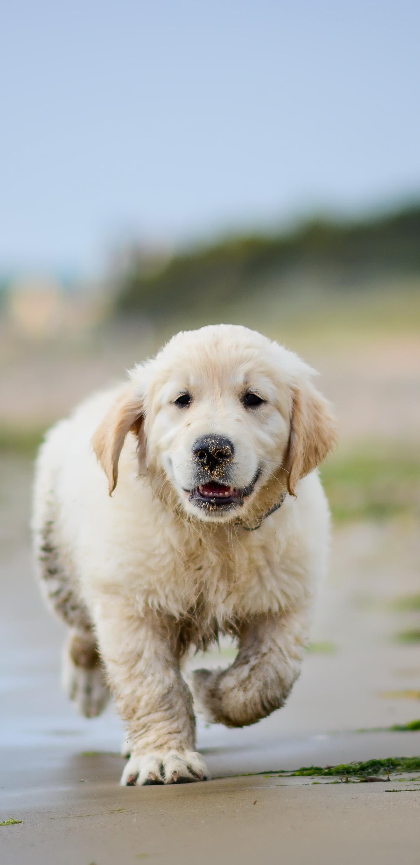 1440x2960 Golden Retriever Dog Wallpaper
