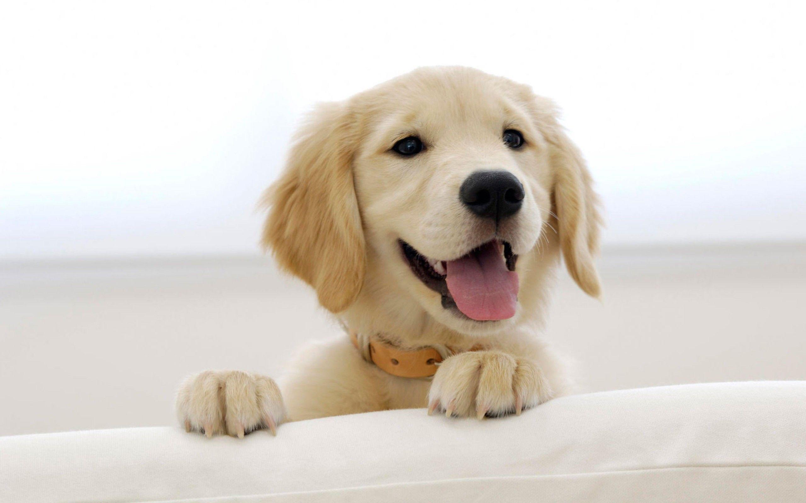 2560x1600 Golden Retriever Wallpaper Background Image. View, download, comment, and rate. Retriever puppy, Golden retriever funny, Cute dogs