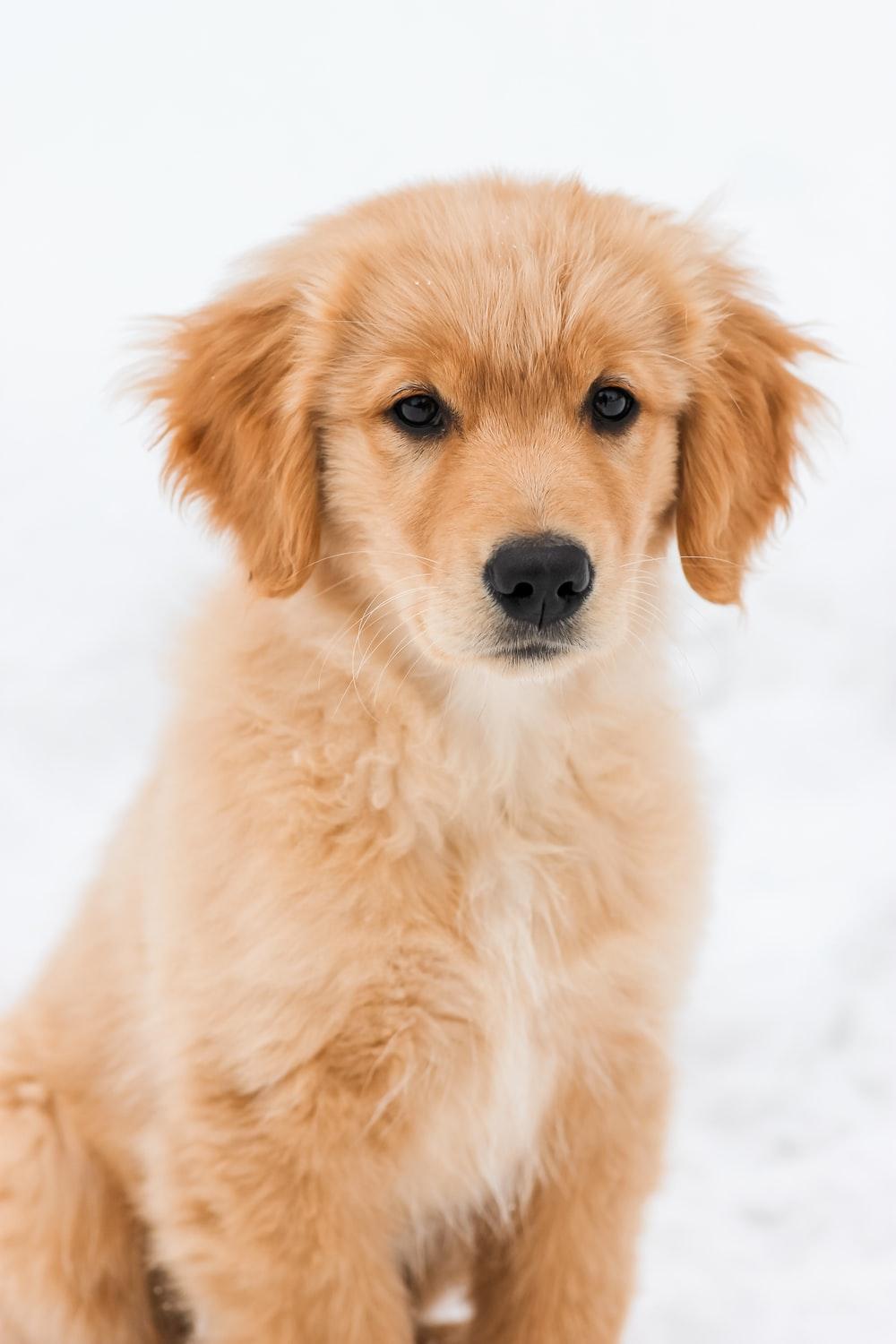 1000x1500 Golden Retriever Puppies Picture. Download Free Image