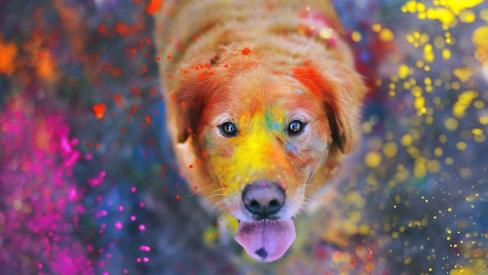 1600x900 HD Golden Retriever Wallpaper 1680×1050 Golden Retriever Image Wallpaper (38 Wallpaper). Adorable Wallpaper. Colorful dog, Dog wallpaper, Dog photography
