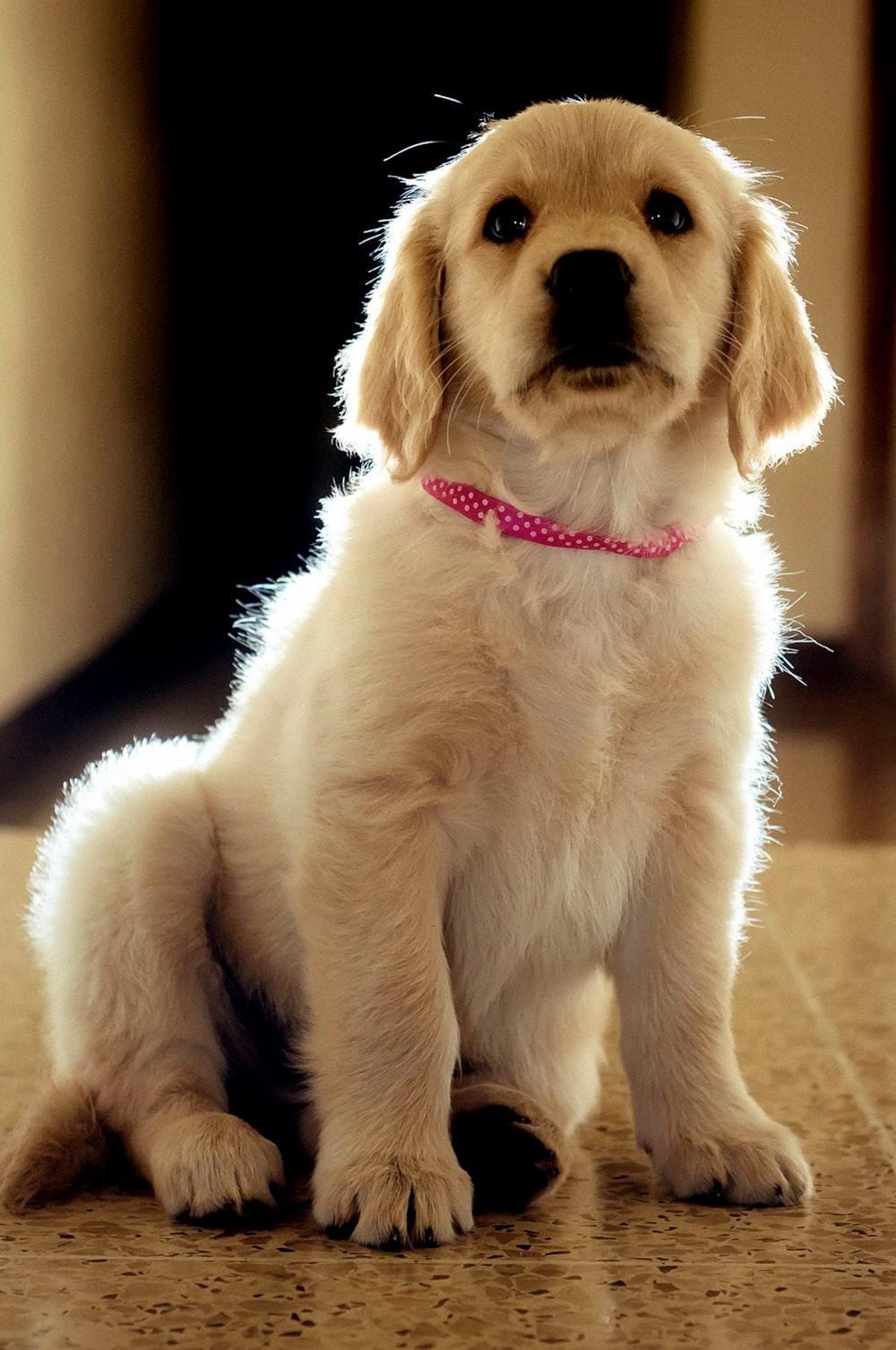 1000x1506 Golden Retrievers Picture. Download Free Image