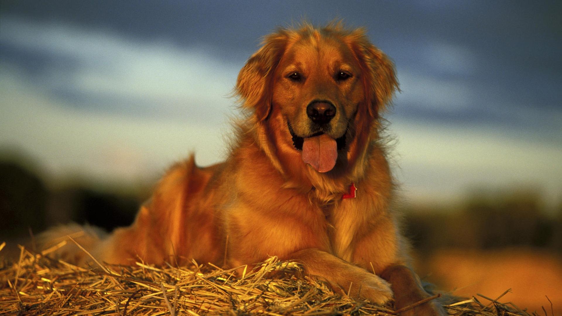 1920x1080 Baby Golden Retriever Wallpaper Puppy Wallpaper Golden Retrievers HD Wallpaper