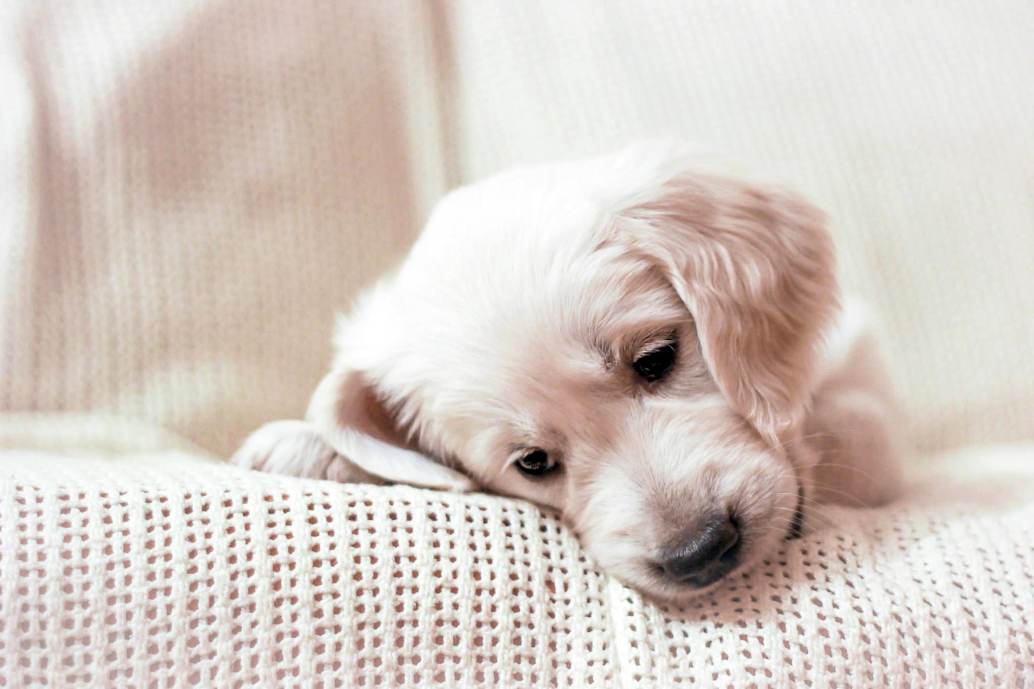 2048x1365 Golden Retriever (Puppy, Lying, Muzzle) HD Dog Wallpaper