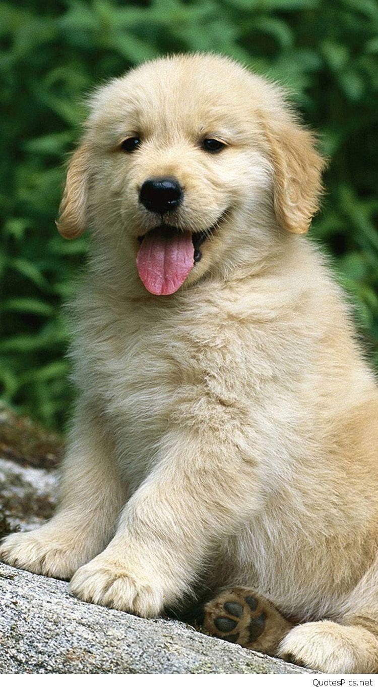 750x1364 Golden Retriever Wallpaper iPhone, Android Mobile Phone