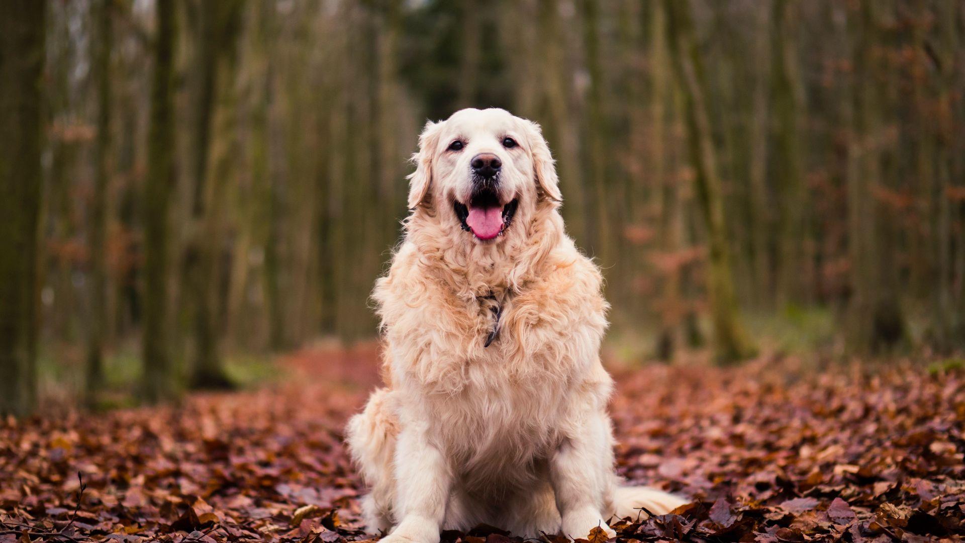 1920x1080 Desktop wallpaper golden retriever, dog, sitting, autumn, foliage, HD image, picture, background, 68ff4c