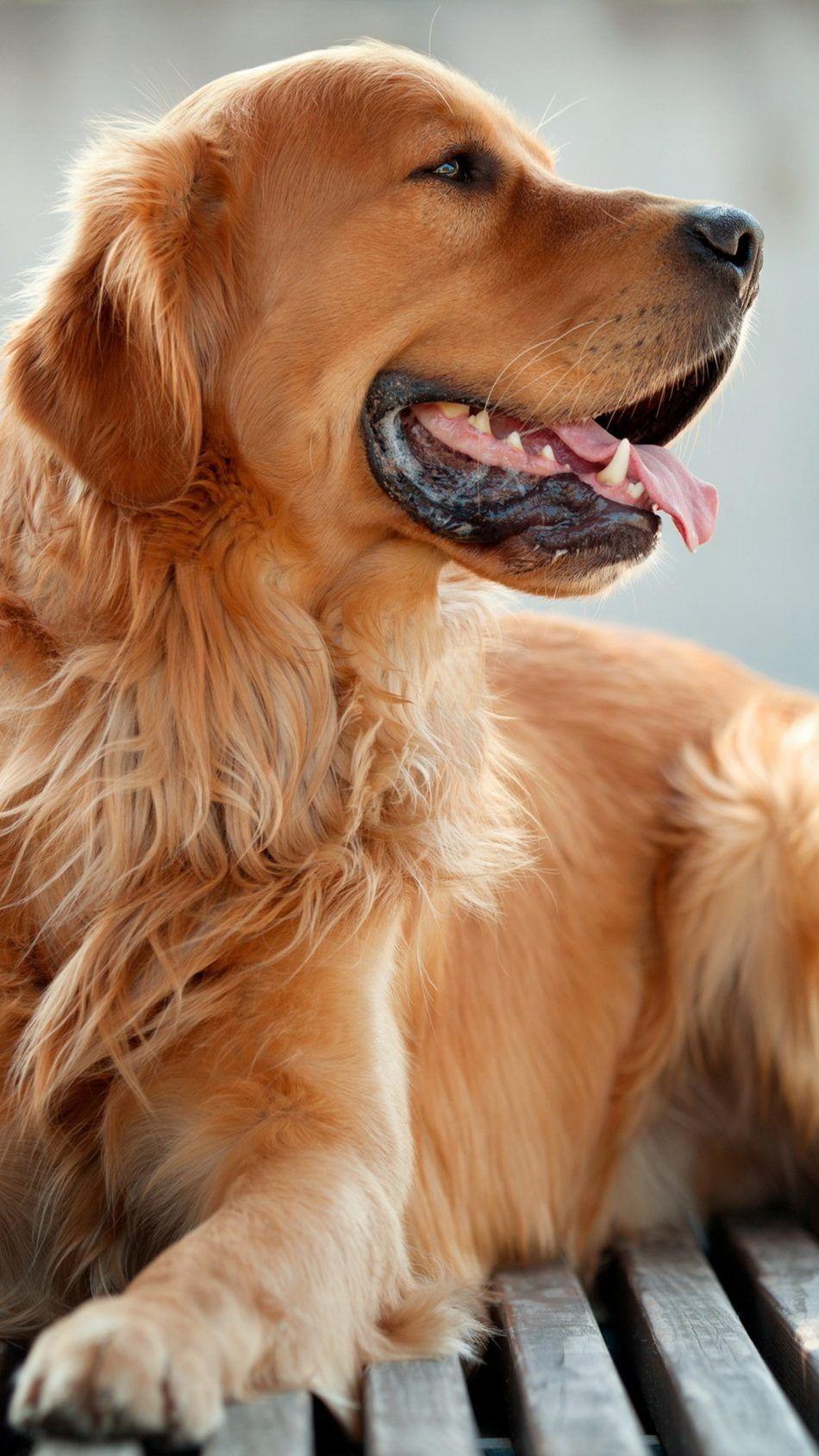 950x1689 Golden Retriever Dog 4K Ultra HD Mobile Wallpaper. Dogs golden retriever, Golden retriever, Retriever