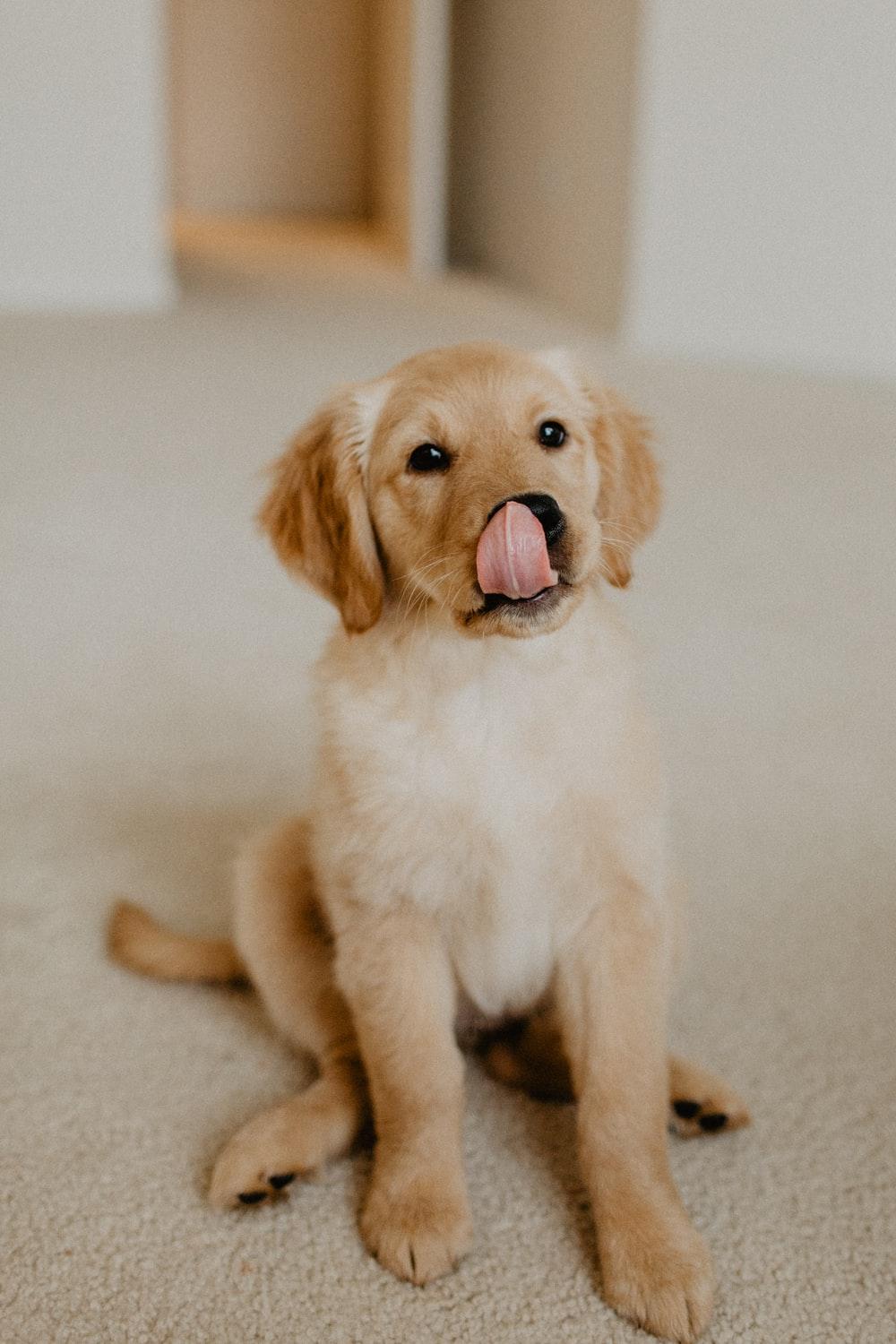 1000x1500 Golden Retriever Picture [HD]. Download Free Image