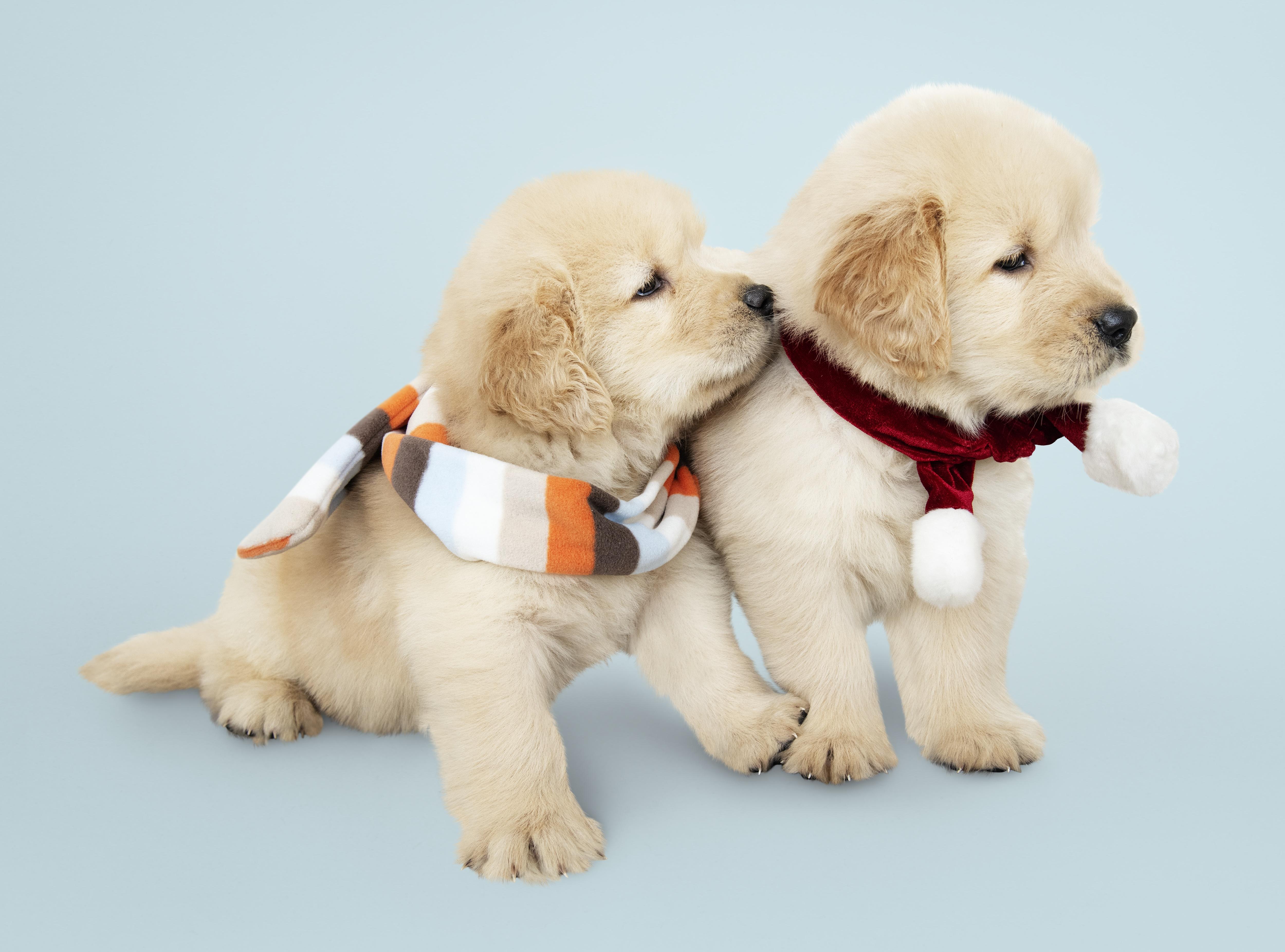 5000x3705 Golden Retriever 4k Ultra HD Wallpaper