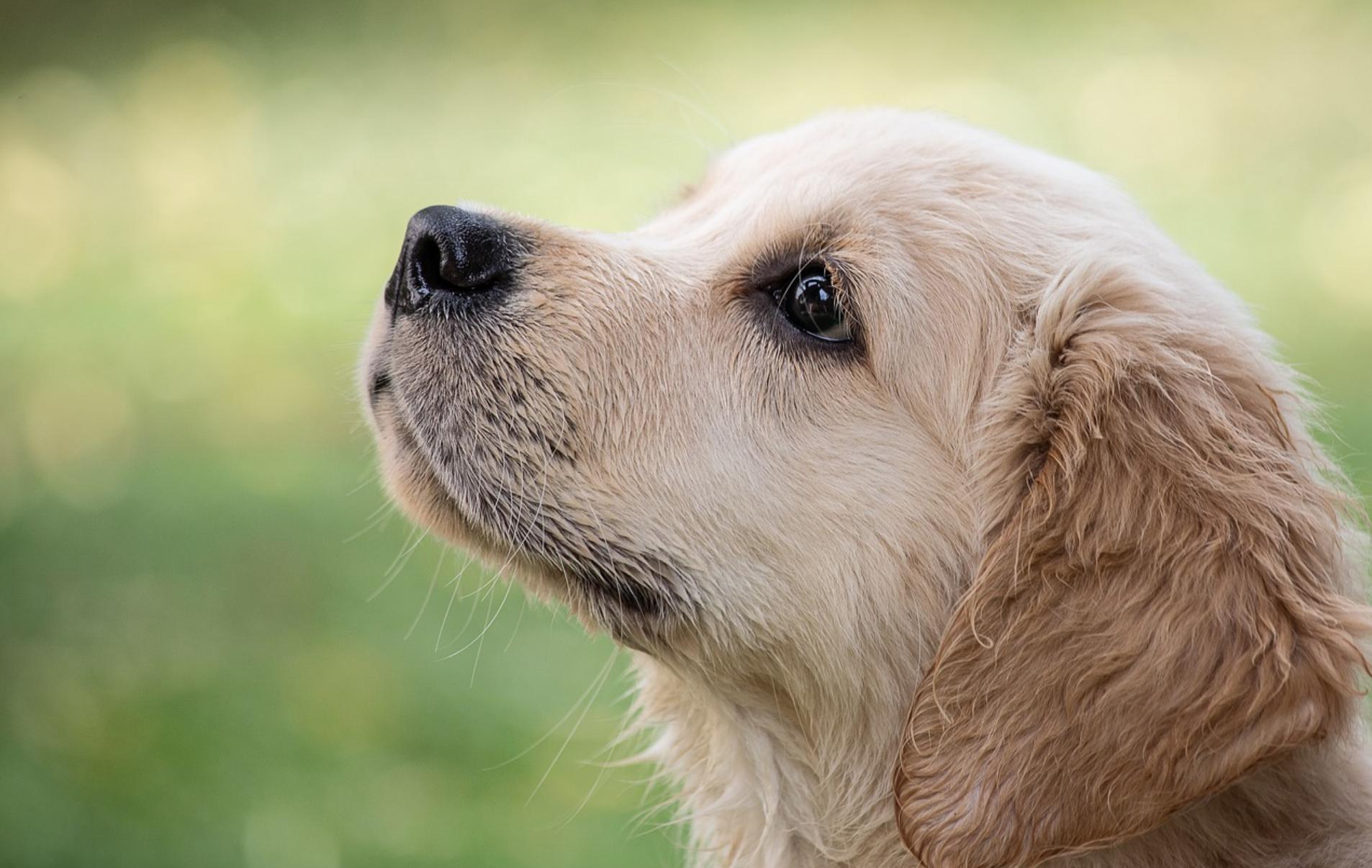 1906x1206 Cute Golden Retriever Wallpaper For Tech