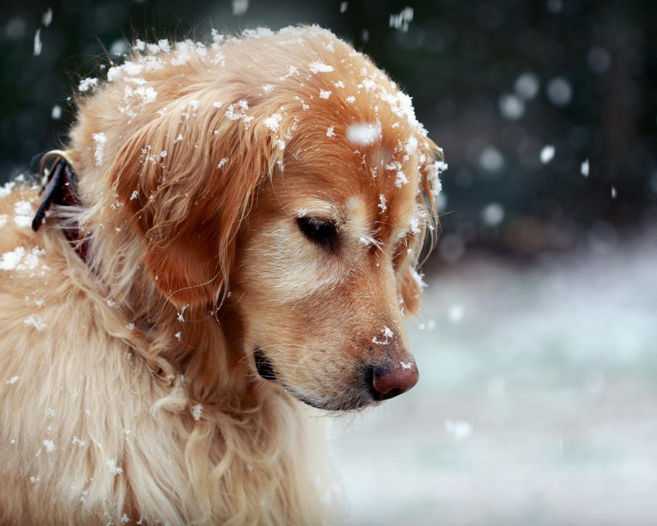 1280x1024 Desktop Wallpaper Golden Retriever Puppy Dog, HD Image, Picture, Background, Rc16p8
