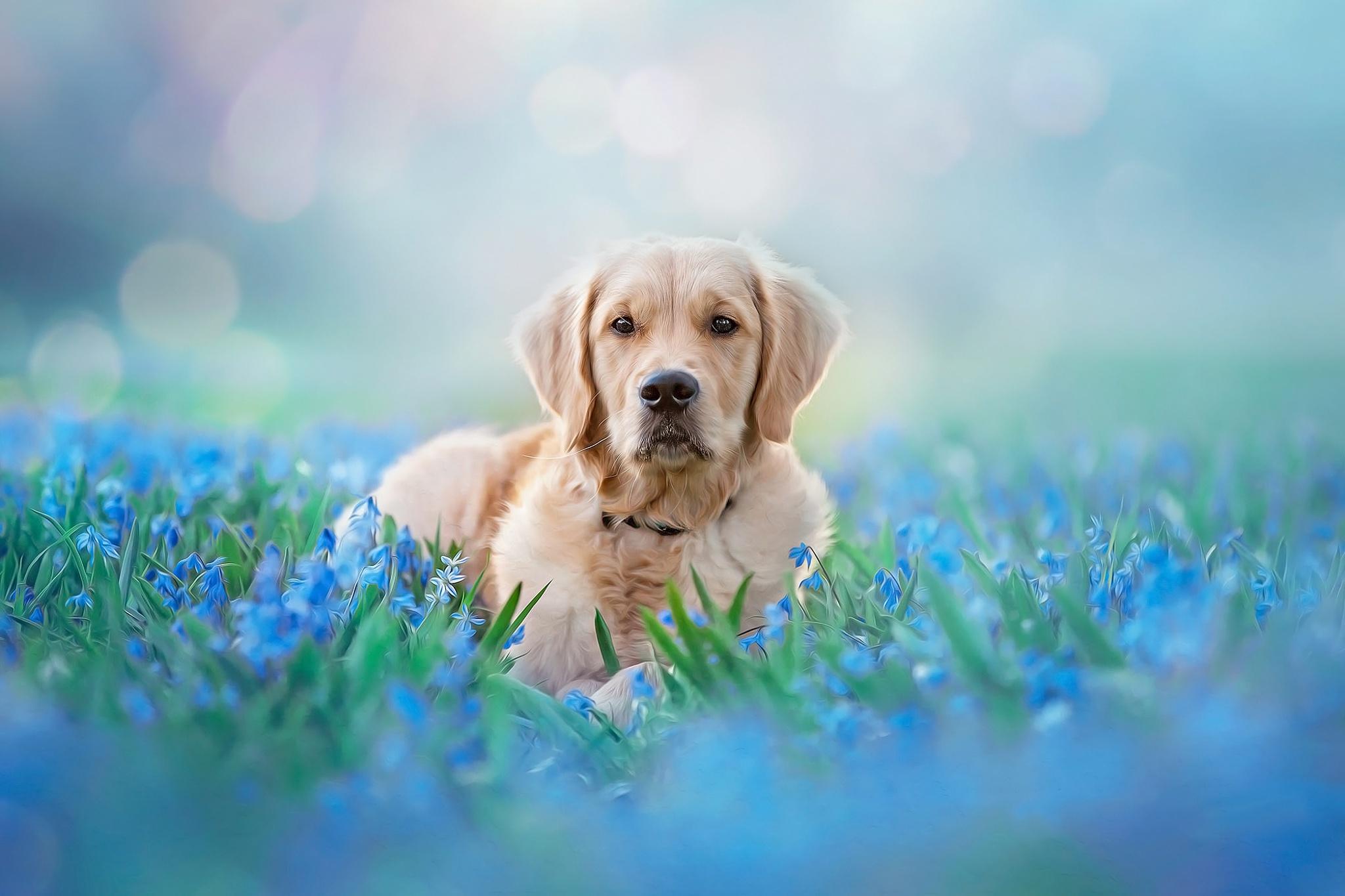 2048x1365 Golden Retriever, Dog, Blue Flower, Bokeh, Pet wallpaper