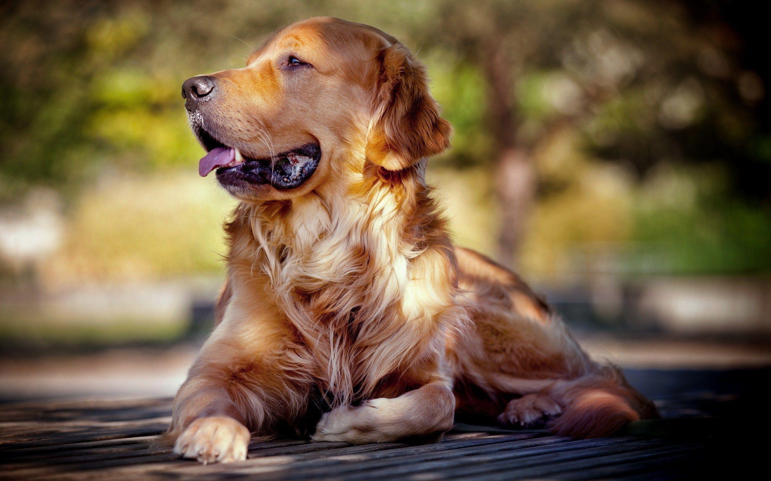 2560x1600 Golden Retriever Dog Wallpaper