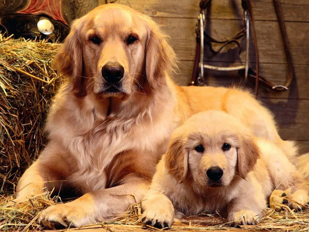 1024x768 Golden Retriever Wallpaper