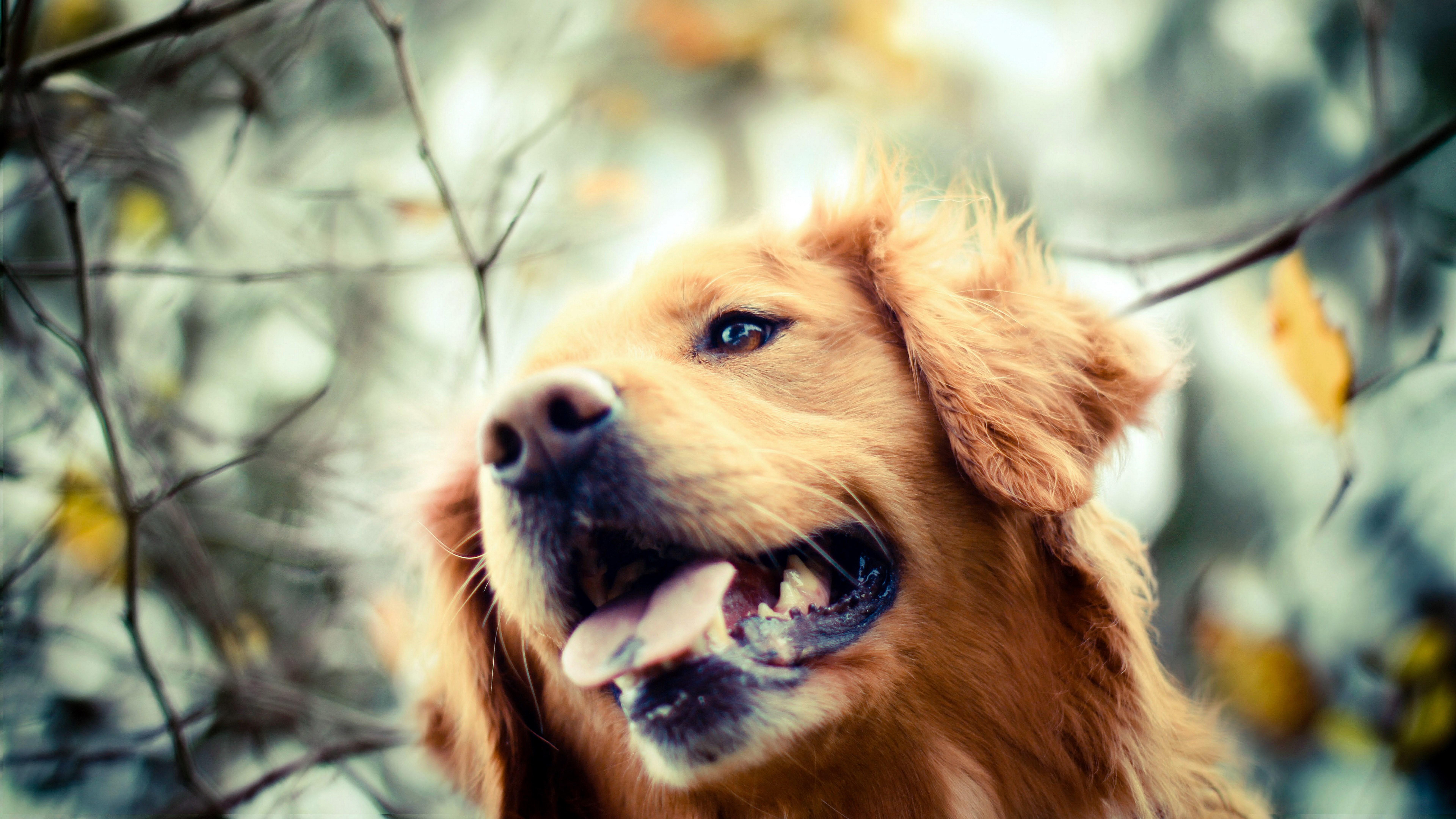 7680x4320 Dog Wallpaper Golden Retriever