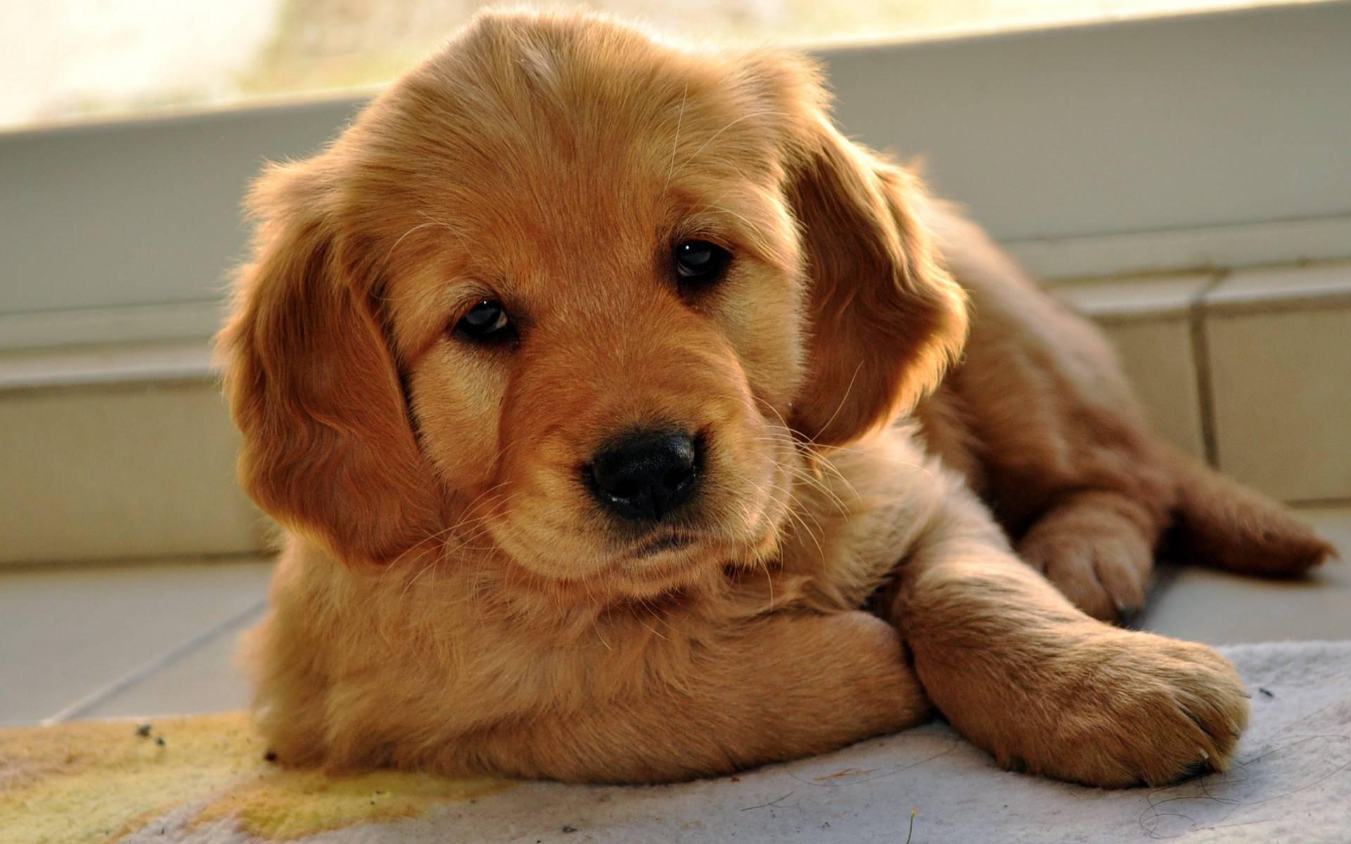 1920x1200 golden retriever HD wallpaper, background