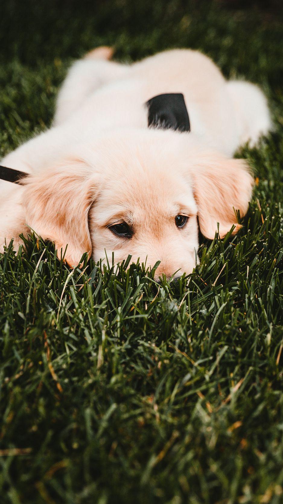 938x1668 Download Wallpaper 938x1668 Golden Retriever, Puppy, Dog, Grass, Lies Iphone 8 7 6s 6 For Parallax HD Background