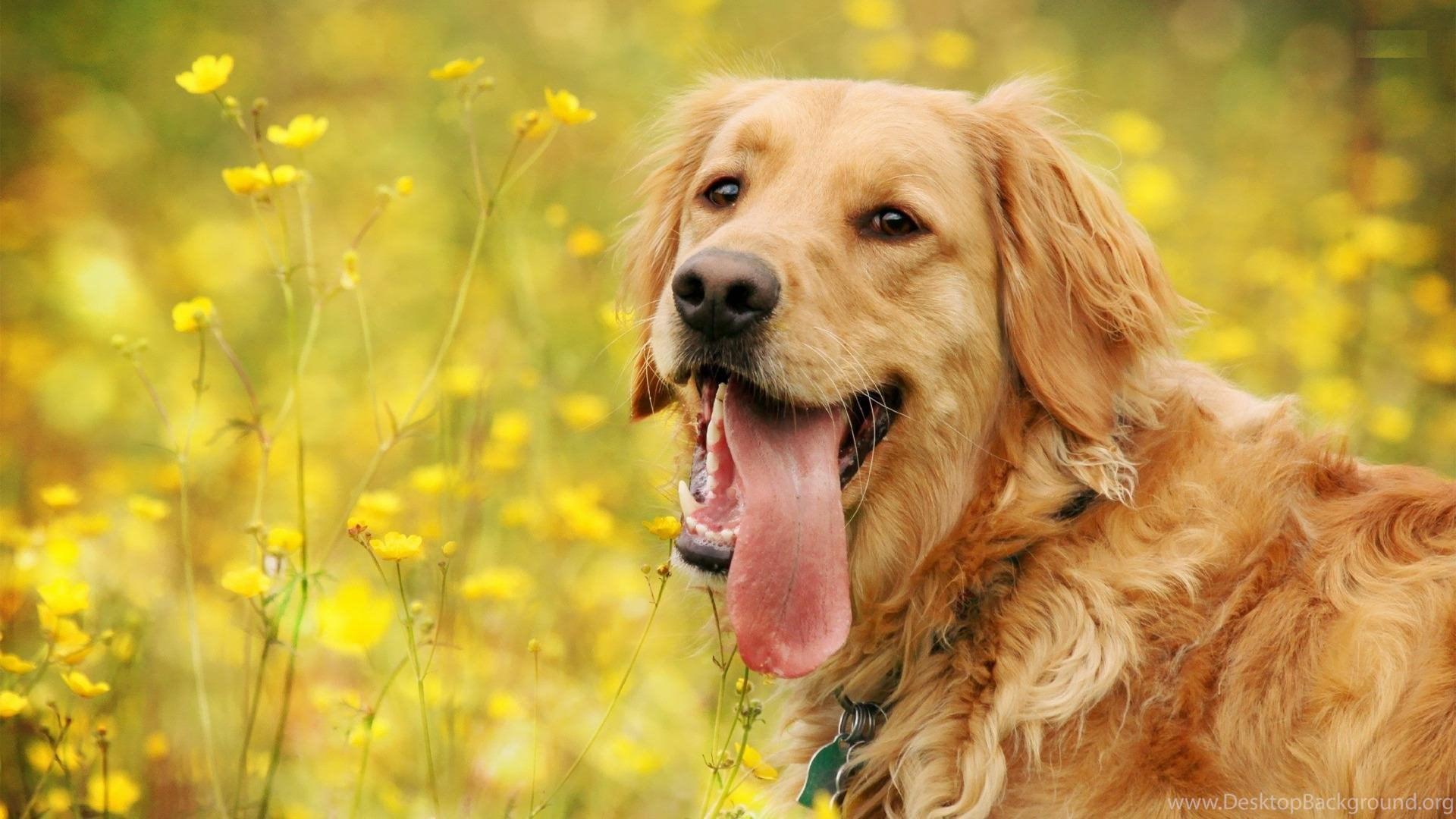 1920x1080 Golden Retriever Dog Wallpaper Desktop Background