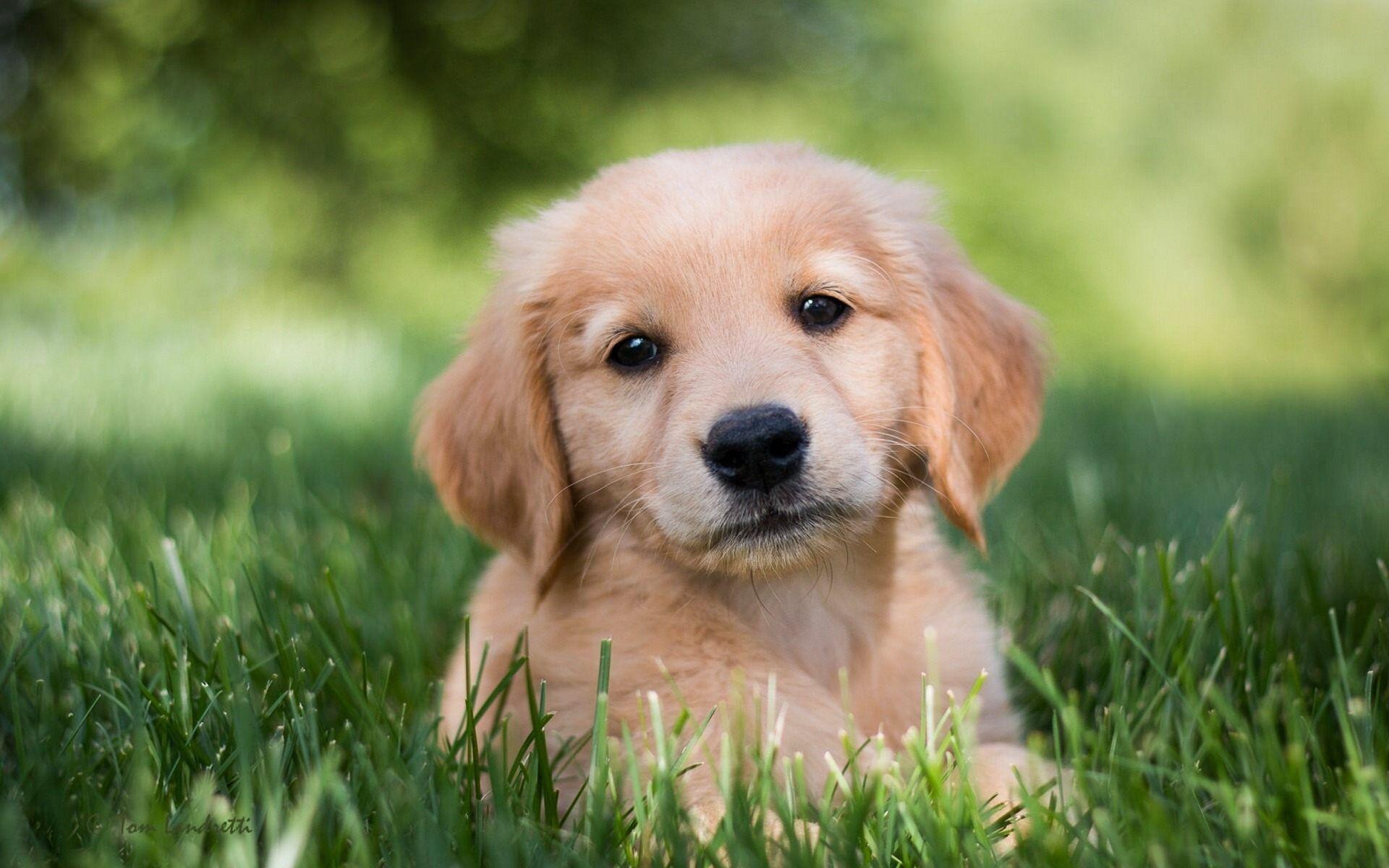 1920x1200 Cute Golden Retriever Wallpaper Free HD Wallpaper