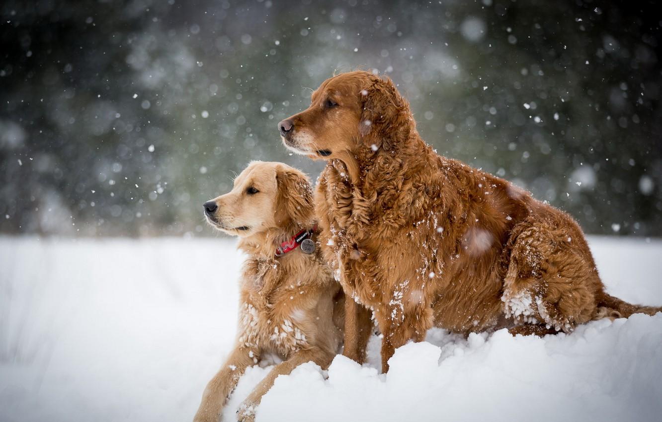 Dogs Playing in Snow Wallpapers - Top Free Dogs Playing in Snow ...