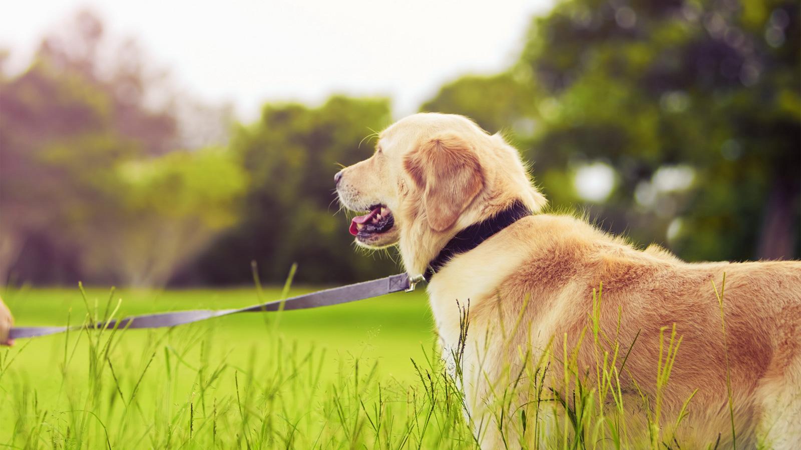 1600x900 Golden Retriever (Grass, Side View, Standing) Dog Wallpaper