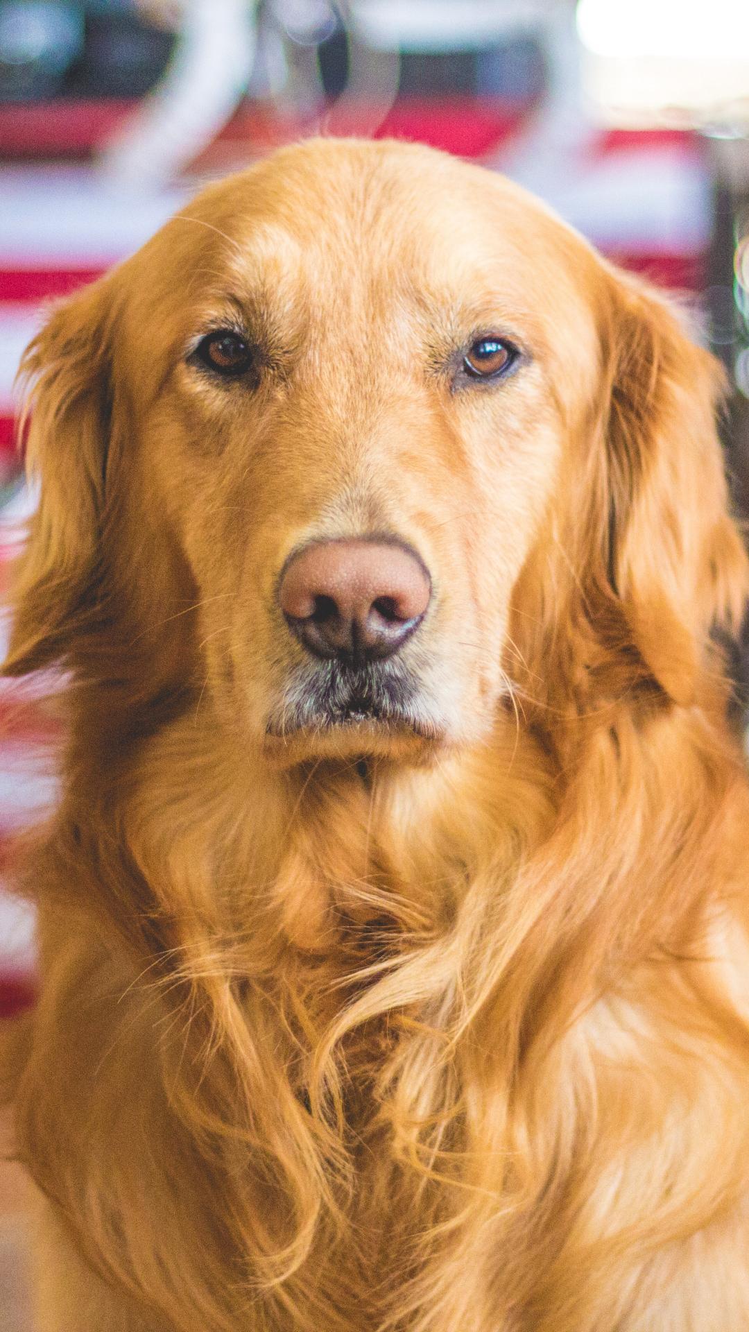 1080x1920 Dog, Golden Retriever Animal iPhone Wallpaper