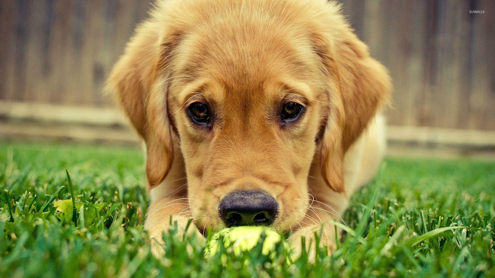 1920x1080 Golden retriever puppy [3] wallpaper wallpaper