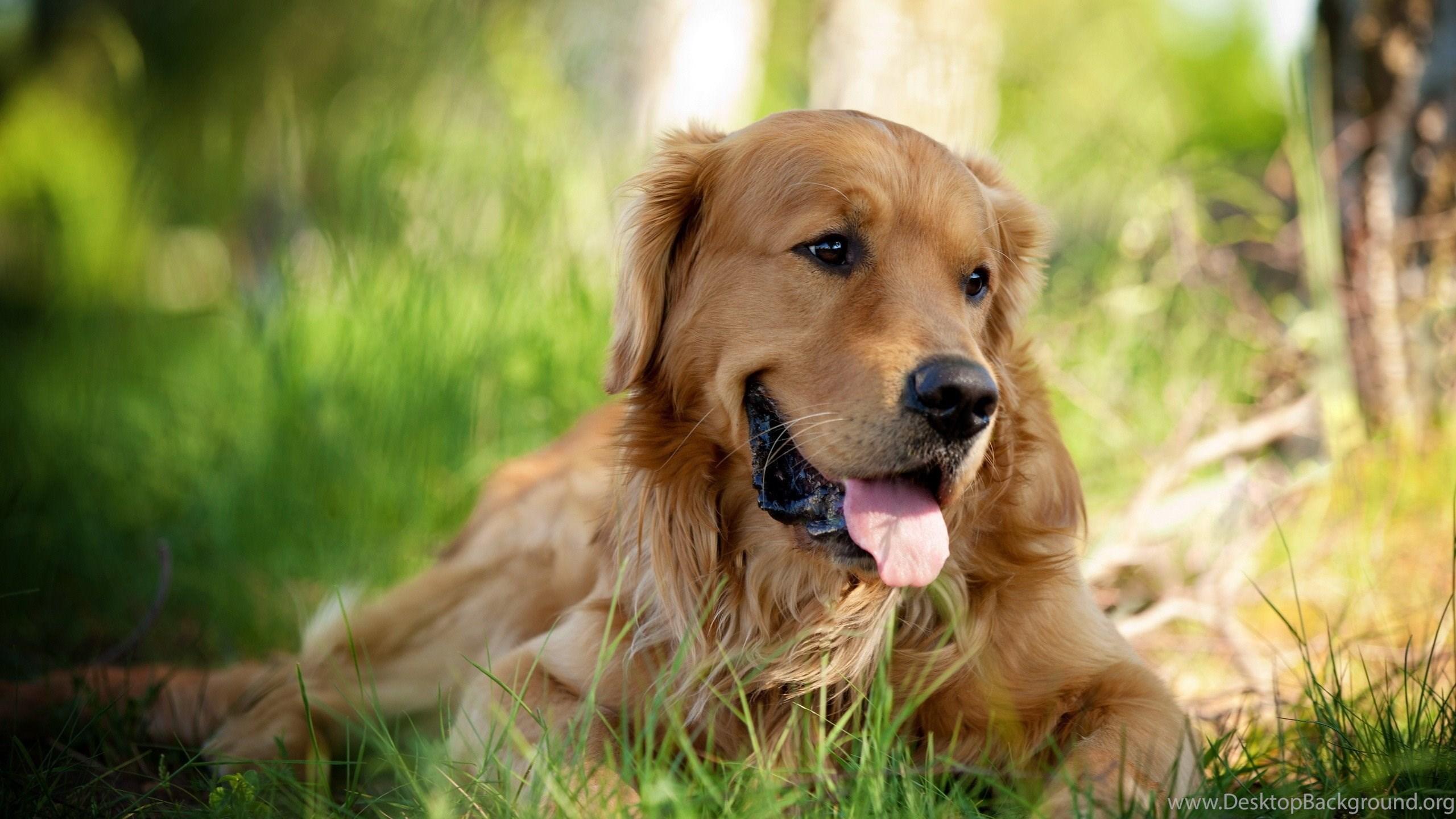 2560x1440 HD Beautiful Golden Retriever Dog Wallpaper HD 1080p Full Size. Desktop Background