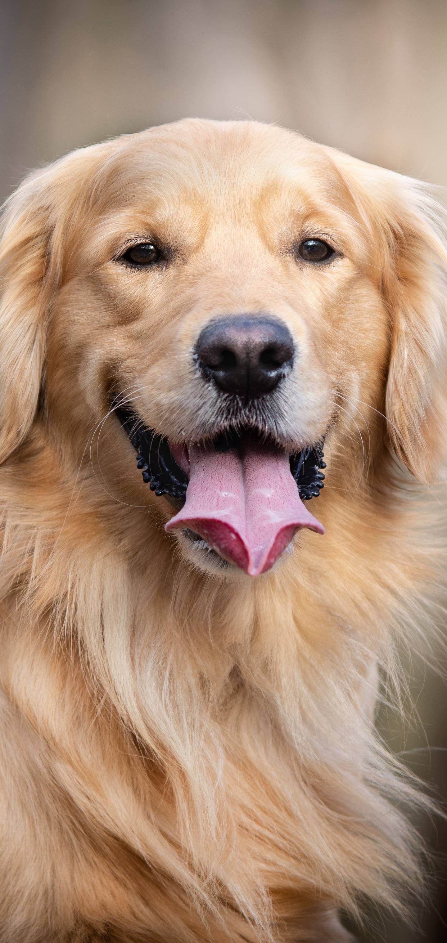 1440x3040 Golden Retriever Dog Wallpaper