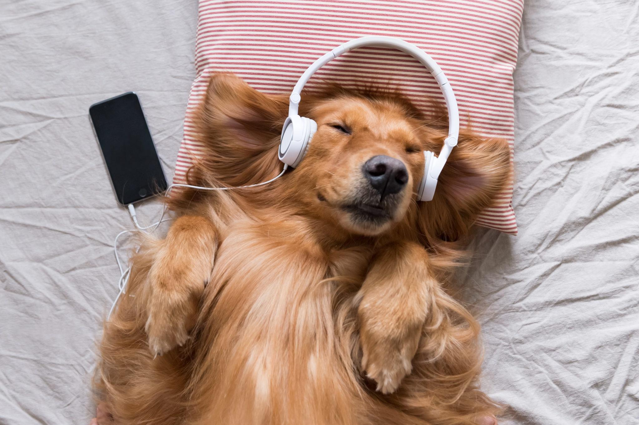 2048x1363 Headphones, Golden Retriever, Pet, Dog wallpaper