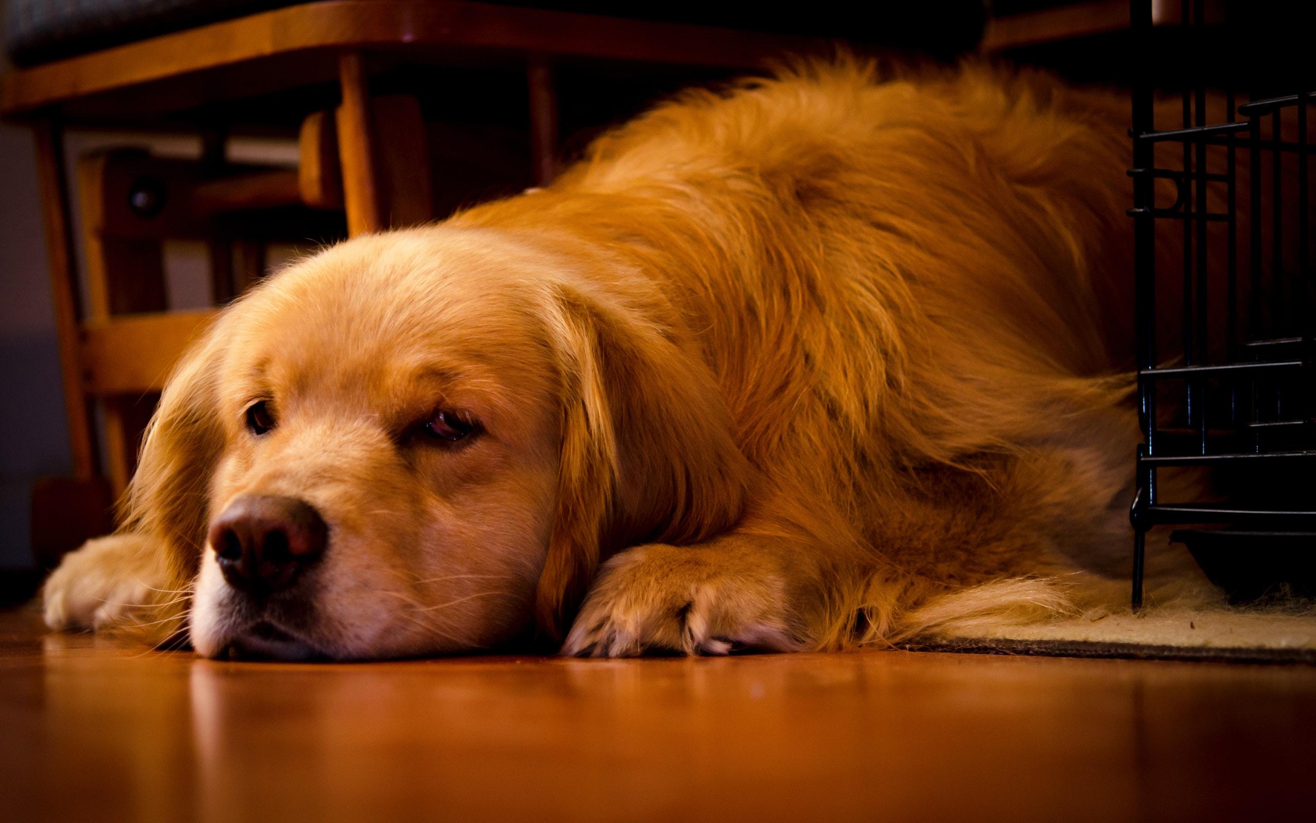 2560x1600 Dog, Golden Retriever, Pet Wallpaper & Background Image